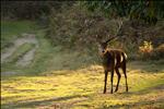 Richmond Park